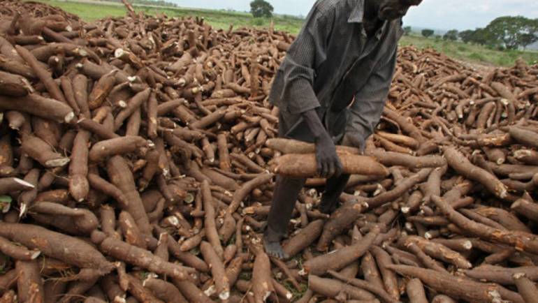 North East: IITA and AfDB to help Taraba transform cassava in the framework of TAAT …Trains 60 extension agents