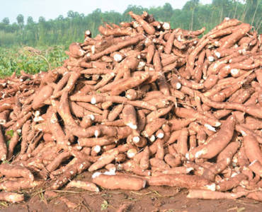 Starch importation: Nigeria losing $45m despite being world’s largest cassava producer