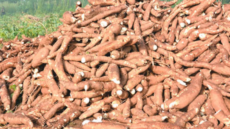 Starch importation: Nigeria losing $45m despite being world’s largest cassava producer